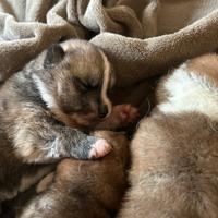 Cuccioli di Akita con PEDIGREE ENCI