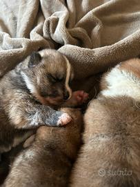 Cuccioli di Akita con PEDIGREE ENCI