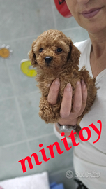 Barboncini minitoy/ teacup