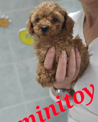 Barboncini minitoy/ teacup