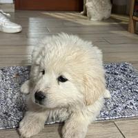 Cuccioli di pastore dei pirenei