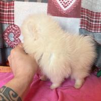 Spitz di pomerania linea coreana Max 18 cm AD