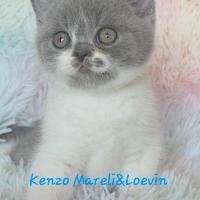 British shorthair