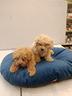 cuccioli-di-maltipoo-toy