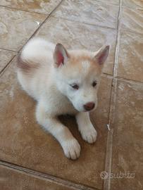 Dolcissima cucciola di Siberian husky originali