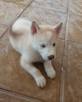 Dolcissima cucciola di Siberian husky originali