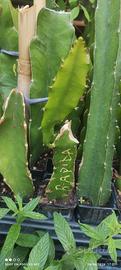 talea radicata pitaya dragon fruit varietà Rapida