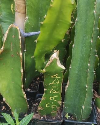 talea radicata pitaya dragon fruit varietà Rapida