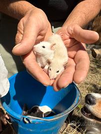 Ratti da compagnia