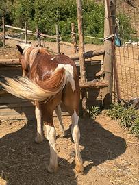 Puledra pezzata
