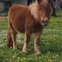 Pony shetland femmina