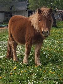 Pony shetland femmina