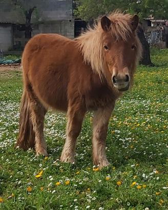 Pony shetland femmina
