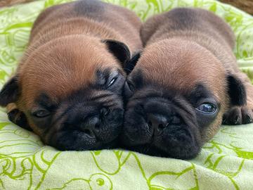 Bulldog francese