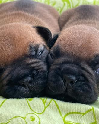 Bulldog francese