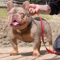 Bulldog francese