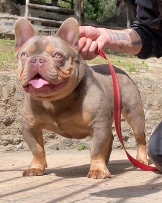 Bulldog francese