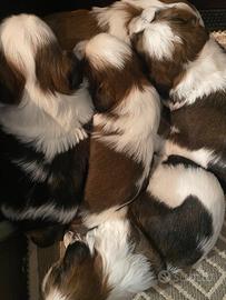 Cuccioli di Shih Tzu, nati in famiglia