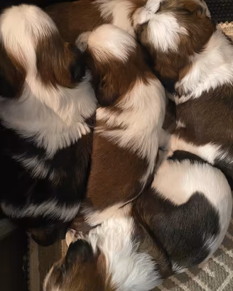 Cuccioli di Shih Tzu, nati in famiglia