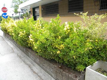 Piante di Euonymus japonicus 'Aureo-Marginata'  ve