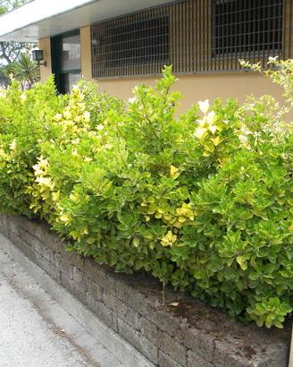 Piante di Euonymus japonicus 'Aureo-Marginata'  ve