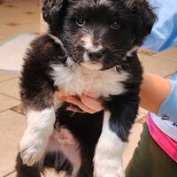 Dolce cucciolo di meticcio