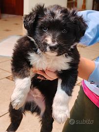 Dolce cucciolo di meticcio