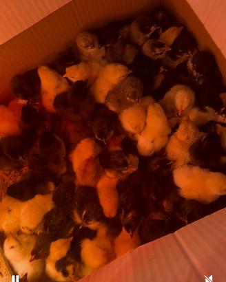 Pulcini-galline-Galli