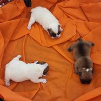 Bulldog francese pedigree enci bouledogue