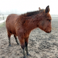 Mula di genetica superiore
