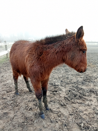 Mula di genetica superiore