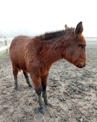 Mula di genetica superiore