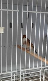 Coppia cardellini acianici