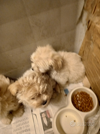 Cucciolata Maltipoo