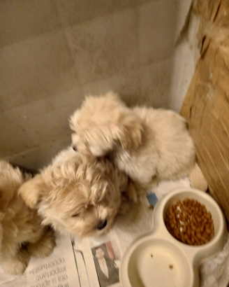 Cucciolata Maltipoo