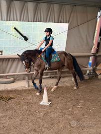 Pony e cavalli knabstrupper