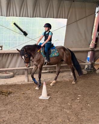 Pony e cavalli knabstrupper