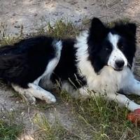 Cane border collie originale