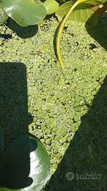 Salvinia lenticchia d acqua