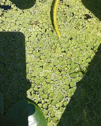 Salvinia lenticchia d acqua