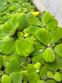 Pistia Stratiotes