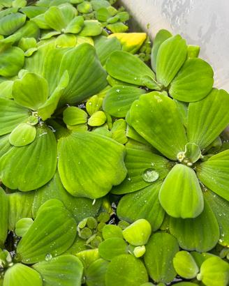 Pistia Stratiotes