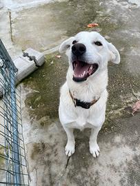 Nuvola, 2 anni simil maremmano