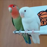 Inseparabili allevati a mano