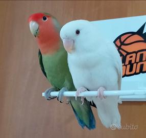 Inseparabili allevati a mano