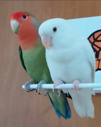 Inseparabili allevati a mano