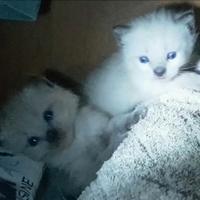 Siamesi Thai Seal Point