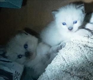 Siamesi Thai Seal Point