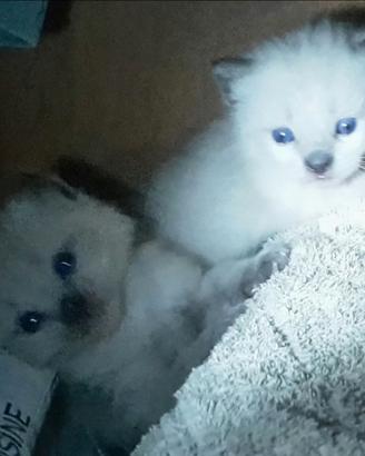 Siamesi Thai Seal Point