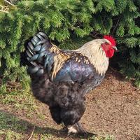 Galli varie razze